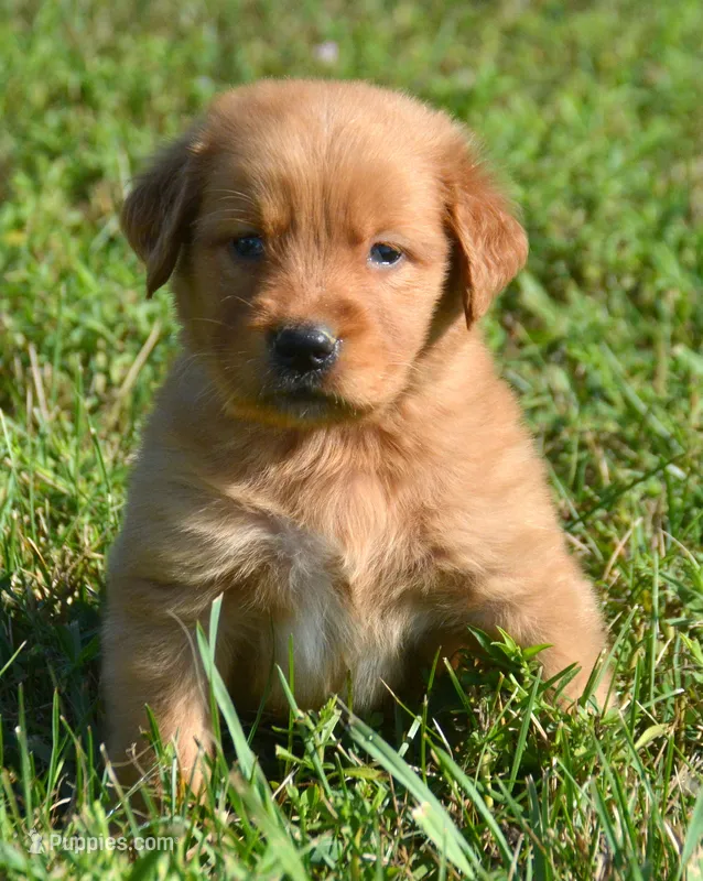Grant GR M7 – Golden Retriever puppy for sale in Kendallville, IN