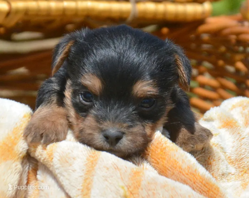 Yuri Yorkie ML2 – Yorkshire Terrier puppy for sale in Kendallville, IN