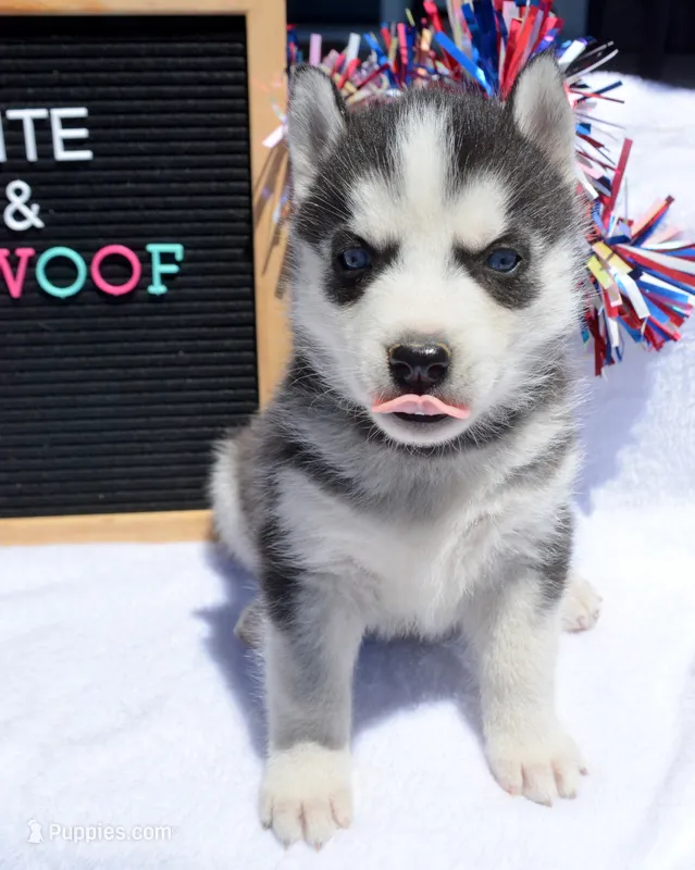 Halie Husky FM 4 – Siberian Husky puppy for sale in Kendallville, IN