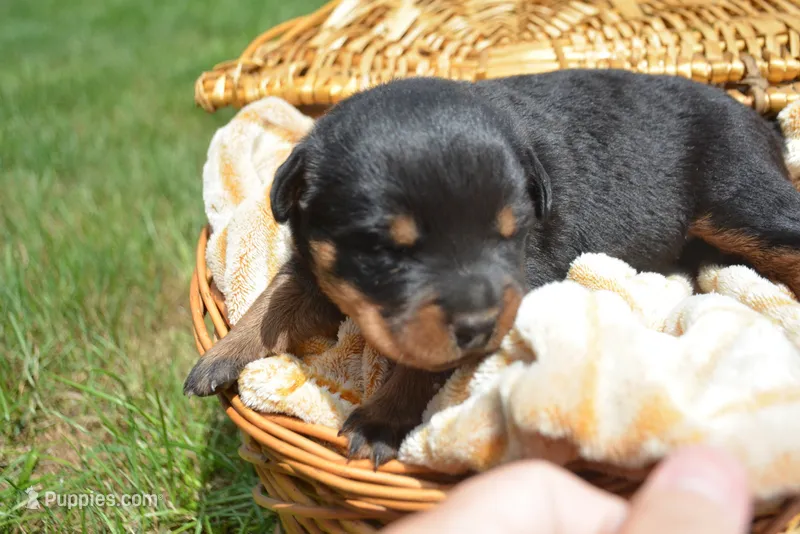 Baxter Rott ML 3 – Rottweiler puppy for sale in Kendallville, IN