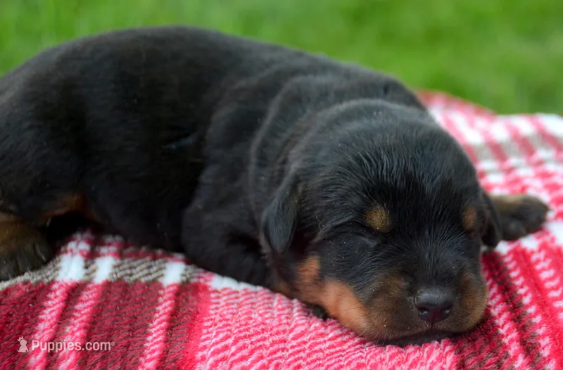 Brutis Rott ML 2 – Rottweiler puppy for sale in Kendallville, IN