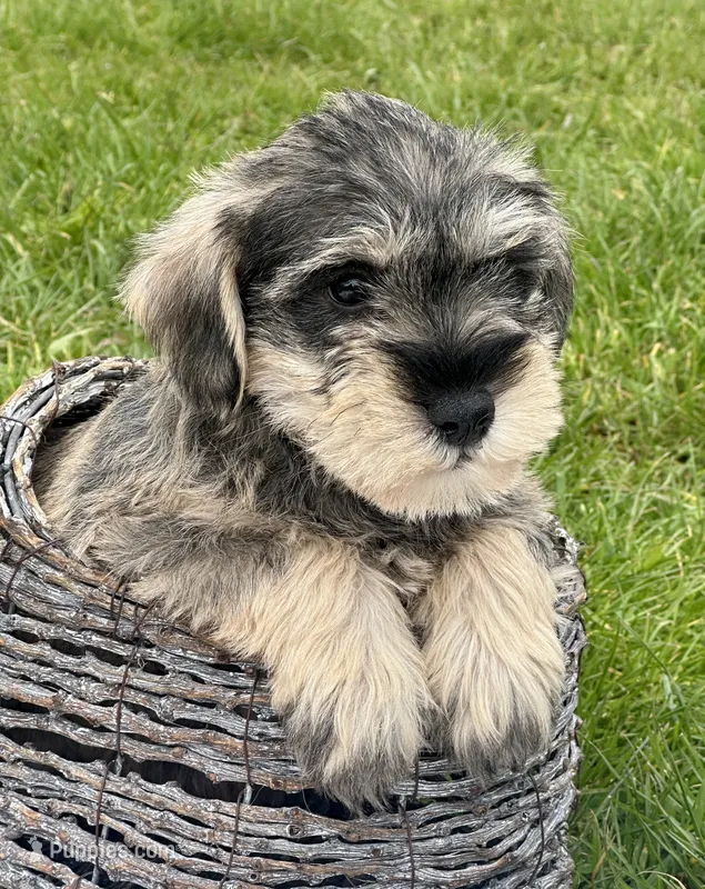 Marty Mini Schn M2 – Miniature Schnauzer puppy for sale in Kendallville, IN