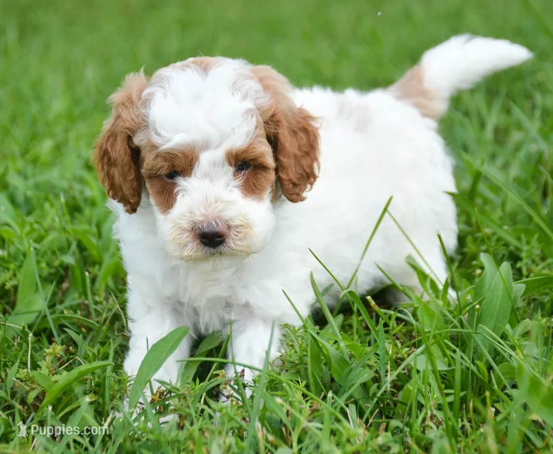 Pam Mini Poodle F2-6 – Poodle - Miniature  puppy for sale in Kendallville, IN