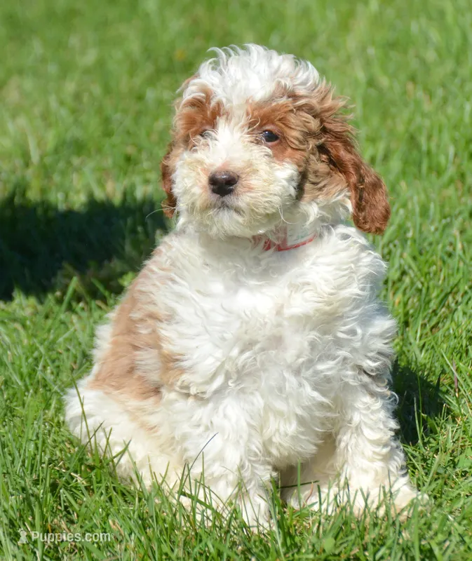 Paul Mini Poodle M2-1 – Poodle - Miniature  puppy for sale in Kendallville, IN