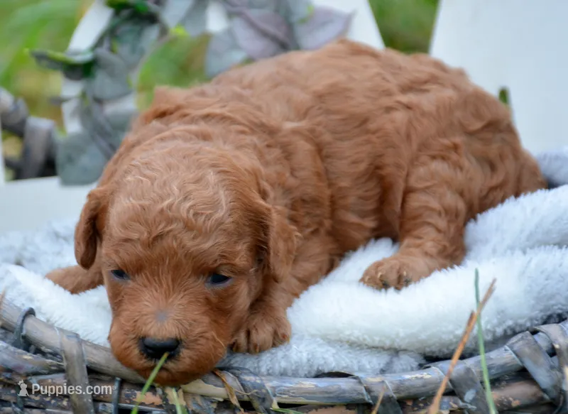 Penny Mini Poodle F3 – Poodle - Miniature  puppy for sale in Kendallville, IN