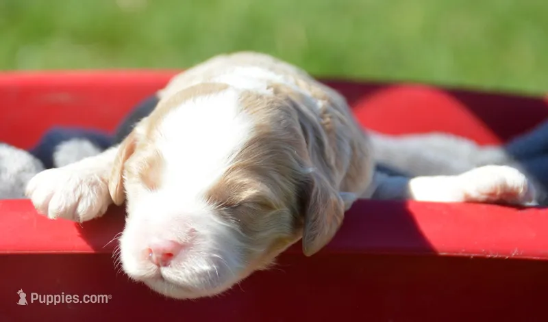 Copper Mini Cockapoo M2 – Cockapoo puppy for sale in Kendallville, IN