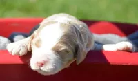 Copper Mini Cockapoo M2, a male Cockapoo for sale in Kendallville, IN – 1 of 1