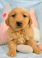 Golden ml 4, a male Golden Retriever for sale in Kendallville, IN – Photo 3 of 3