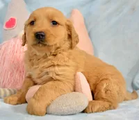 Golden ml 4, a male Golden Retriever for sale in Kendallville, IN – Photo 2 of 3