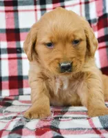 Golden ml 4, a male Golden Retriever for sale in Kendallville, IN – Photo 1 of 3