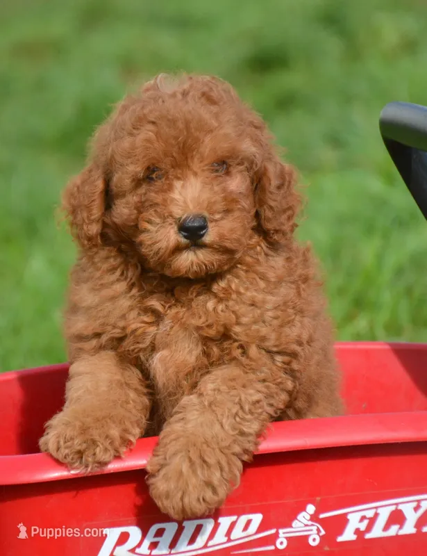 Pete Mini Poodle Ml1 – Poodle - Miniature  puppy for sale in Kendallville, IN