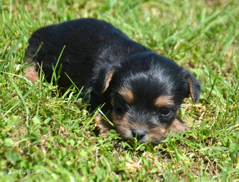 Yuri Yorkie ML2 – Yorkshire Terrier puppy for sale in Kendallville, IN