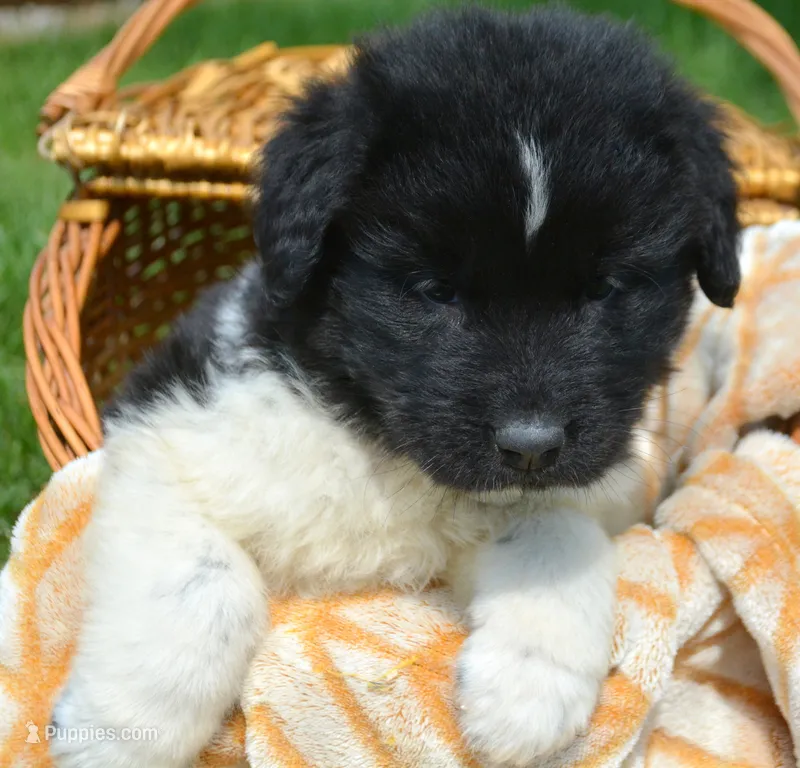 Nikko Newfie Ml 1 – Newfoundland puppy for sale in Kendallville, IN