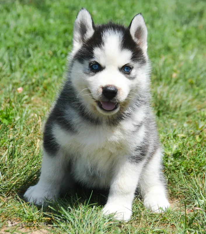 Harper Husky FM 2 – Siberian Husky puppy for sale in Kendallville, IN