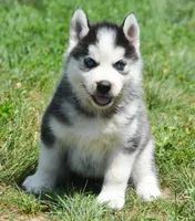 Harper Husky FM 2, a female Siberian Husky for sale in Kendallville, IN – 2 of 8