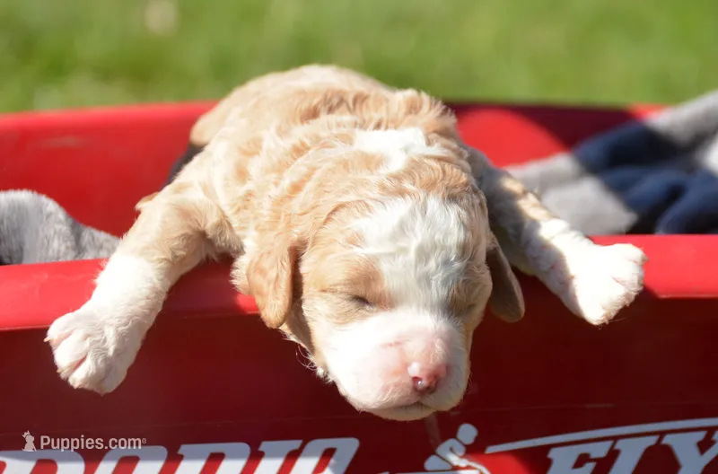 Christy Mini Cockapoo F 4 – Cockapoo puppy for sale in Kendallville, IN