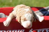 Christy Mini Cockapoo F 4, a female Cockapoo for sale in Kendallville, IN – 1 of 1