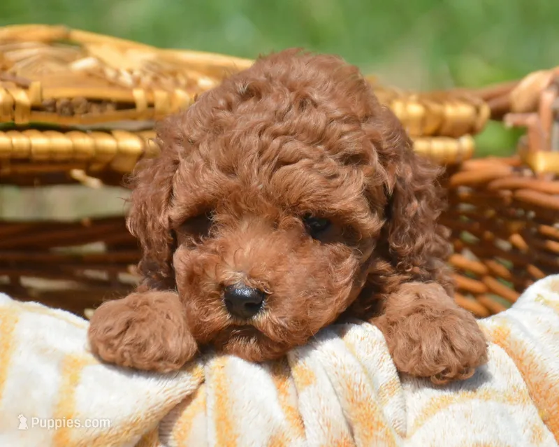 Piper Mini Poodle F2 – Poodle - Miniature  puppy for sale in Kendallville, IN