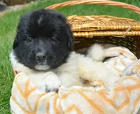 Nala Newfie FM3, a female Newfoundland for sale in Kendallville, IN – 2 of 2