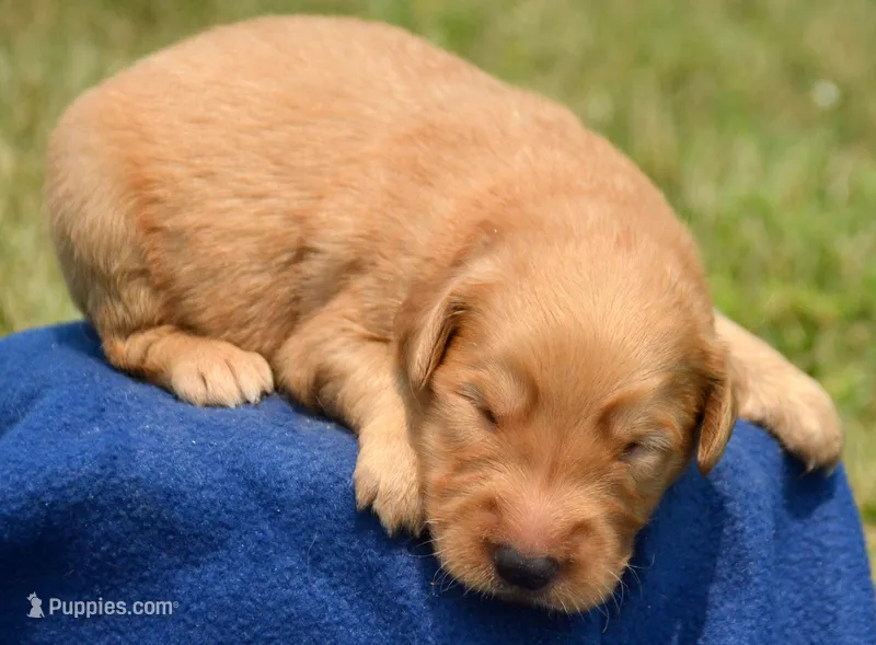 Gary GR M4 – Golden Retriever puppy for sale in Kendallville, IN