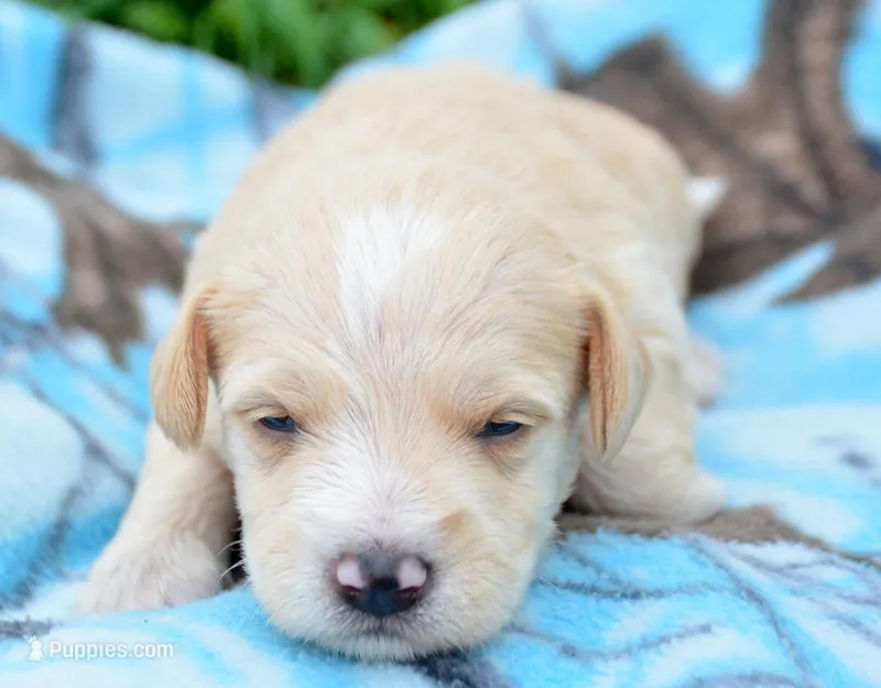 Maverick Mini Schn M3 – Miniature Schnauzer puppy for sale in Kendallville, IN