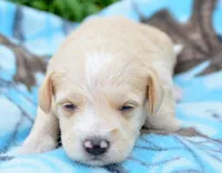 Maverick Mini Schn M3, a male Miniature Schnauzer for sale in Kendallville, IN – 4 of 5