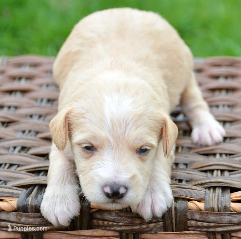 Maverick Mini Schn M3 – Miniature Schnauzer puppy for sale in Kendallville, IN