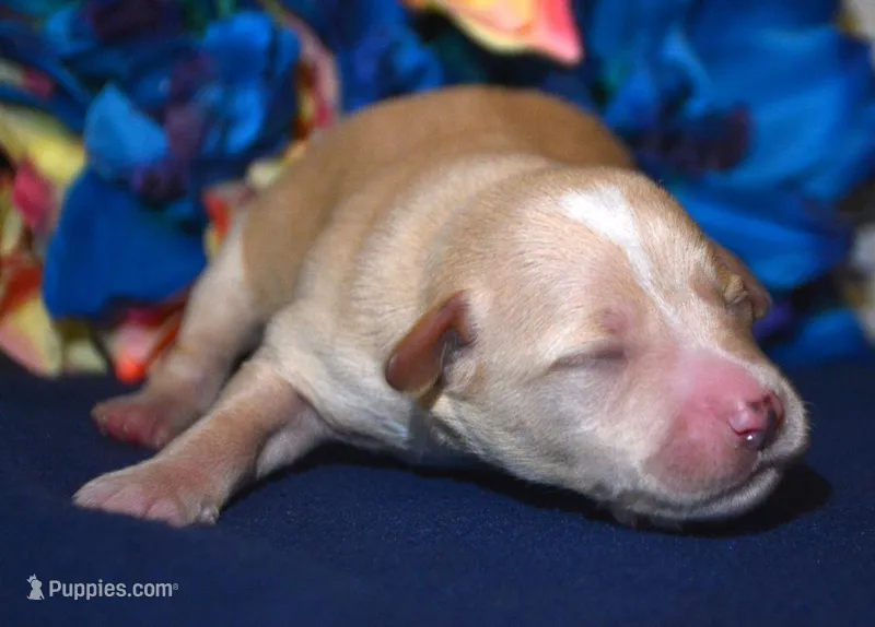 Maverick Mini Schn M3 – Miniature Schnauzer puppy for sale in Kendallville, IN