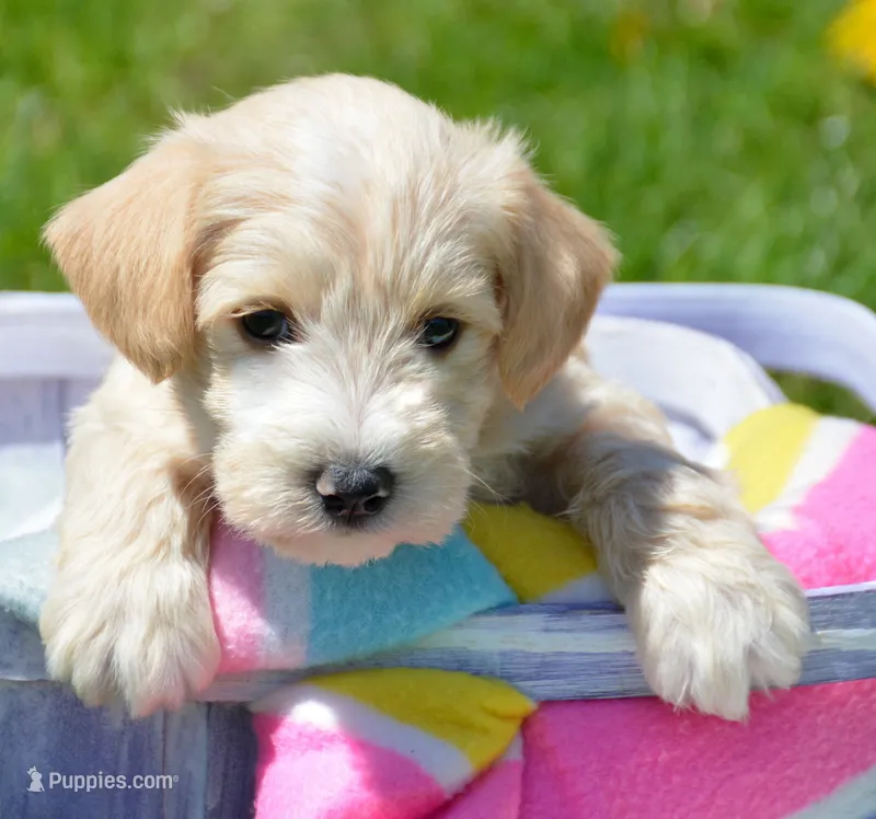 Maverick Mini Schn M3 – Miniature Schnauzer puppy for sale in Kendallville, IN