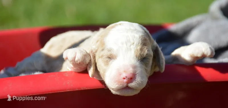 Cathy Mini Cockapoo F6 – Cockapoo puppy for sale in Kendallville, IN