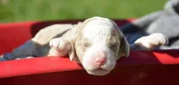 Cathy Mini Cockapoo F6, a female Cockapoo for sale in Kendallville, IN – 1 of 1