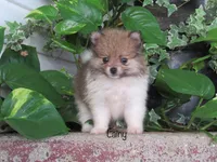 AKC Lainy, a female Pomeranian for sale in Bluford, IL – 2 of 5