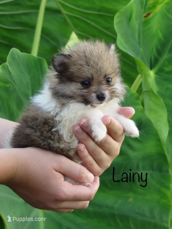AKC Lainy – Pomeranian puppy for sale in Bluford, IL