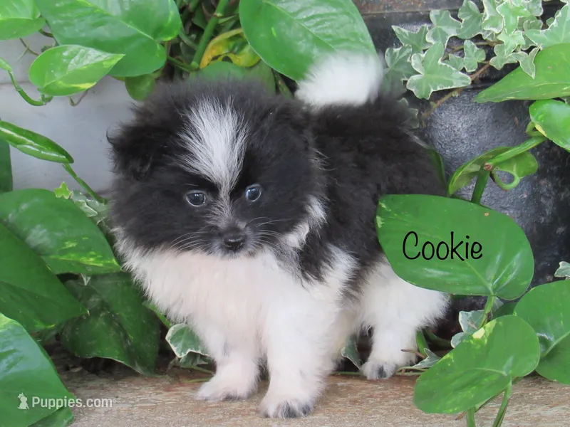AKC Cookie – Pomeranian puppy for sale in Bluford, IL