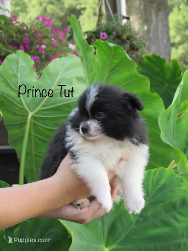 AKC Prince Tut – Pomeranian puppy for sale in Bluford, IL