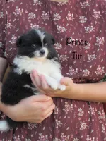 AKC Prince Tut, a male Pomeranian for sale in Bluford, IL – 2 of 5