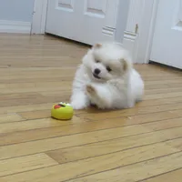 AKC Polar, a male Pomeranian for sale in Bluford, IL – Photo 3 of 7