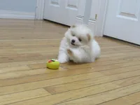 AKC Polar, a male Pomeranian for sale in Bluford, IL – Photo 3 of 8