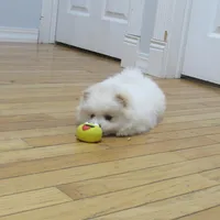 AKC Polar, a male Pomeranian for sale in Bluford, IL – Photo 2 of 7