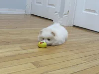 AKC Polar, a male Pomeranian for sale in Bluford, IL – Photo 2 of 8