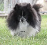 AKC Polar, a male Pomeranian for sale in Bluford, IL – Photo 7 of 8