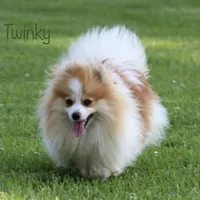 AKC Polar, a male Pomeranian for sale in Bluford, IL – Photo 7 of 7