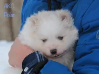 AKC Polar, a male Pomeranian for sale in Bluford, IL – Photo 6 of 8