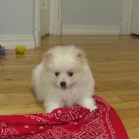 AKC Polar, a male Pomeranian for sale in Bluford, IL – Photo 1 of 7