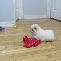 AKC Polar, a male Pomeranian for sale in Bluford, IL – Photo 4 of 7