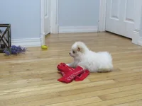 AKC Polar, a male Pomeranian for sale in Bluford, IL – Photo 4 of 8