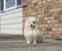 AKC Polar, a male Pomeranian for sale in Bluford, IL – Photo 5 of 7