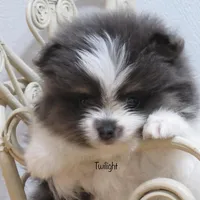 Pending AKC Twilight , a female Pomeranian for sale in Bluford, IL – Photo 4 of 6