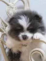 AKC Twilight , a female Pomeranian for sale in Bluford, IL – Photo 4 of 6