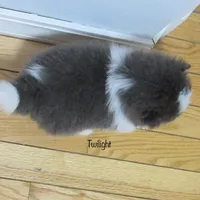 Pending AKC Twilight , a female Pomeranian for sale in Bluford, IL – Photo 2 of 6